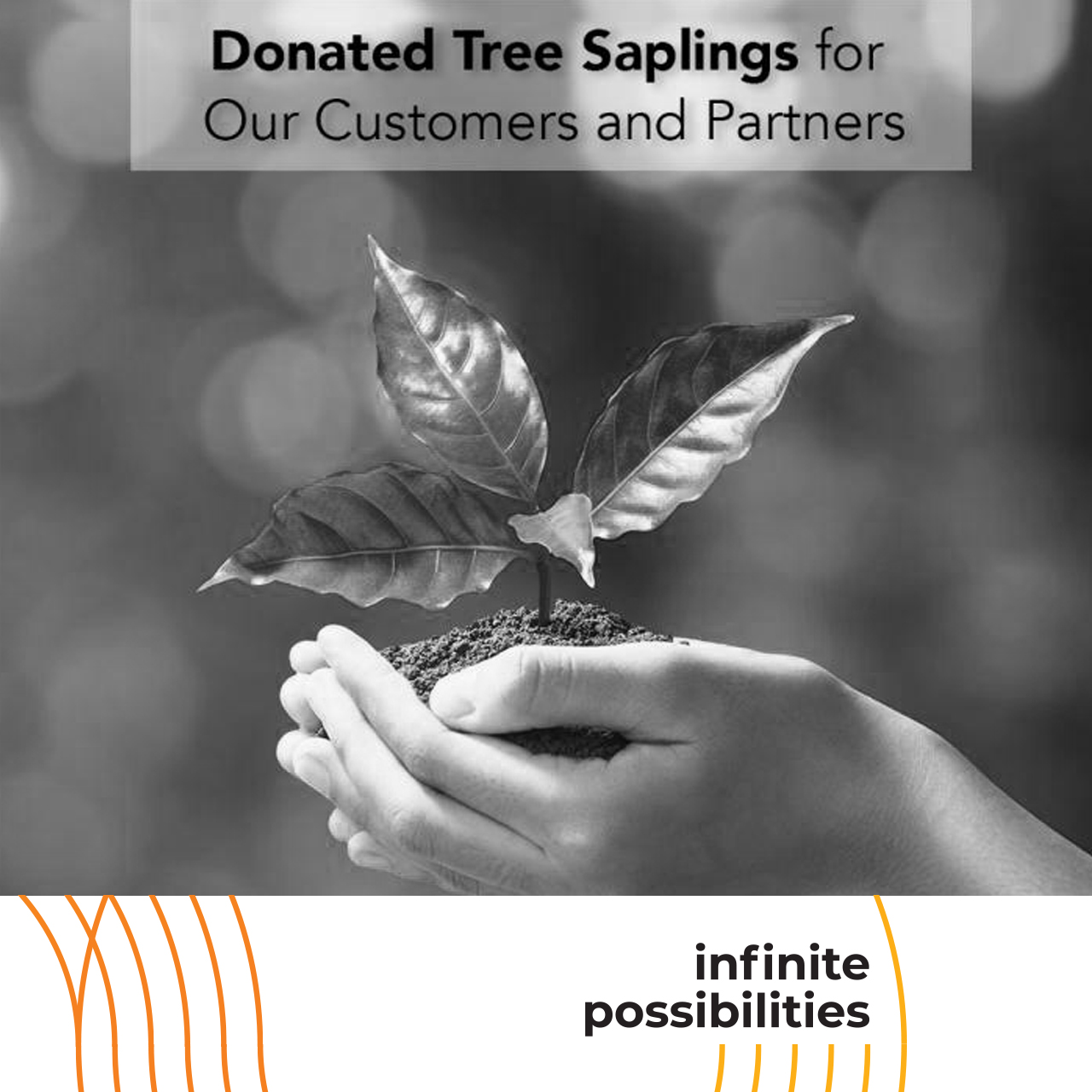 Çokyaşar Sapling Donation